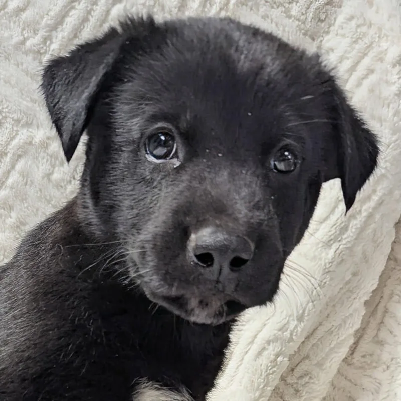 A young medium-sized male Mixed Breed dog named Waldo for adoption in Yankton, SD
