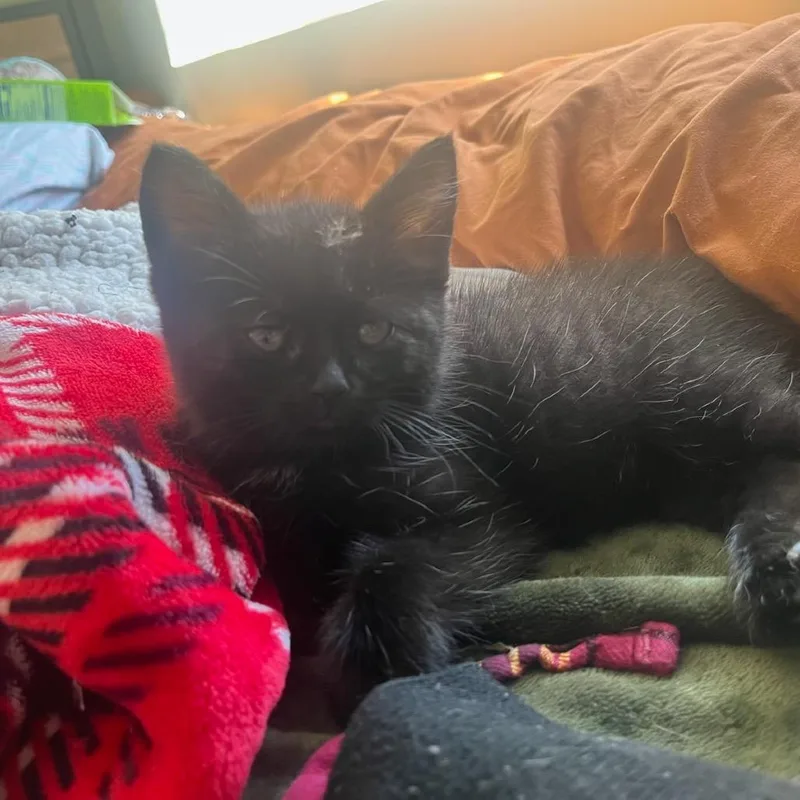 A baby small-sized female Black Domestic Medium Hair cat named Nebula Blade for adoption in Fredericksburg, VA