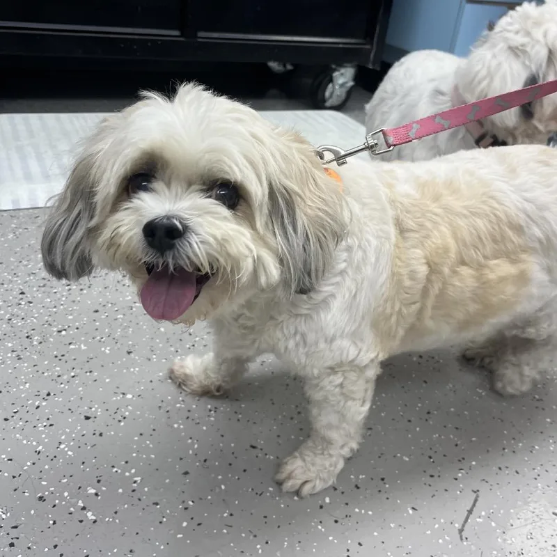 A senior medium-sized female Shih Tzu dog named Peaches for adoption in La Grange, KY