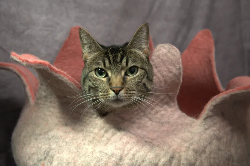 Dayes  Kuykendahl Petsmart