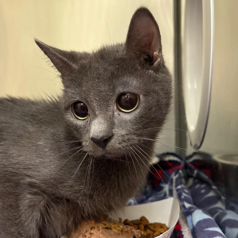 An adult small-sized female Domestic Short Hair cat named #17 for adoption in Perkiomenville, PA