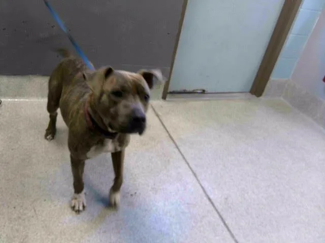 An adult large-sized female American Staffordshire Terrier dog named Mia for adoption in Tallahassee, FL
