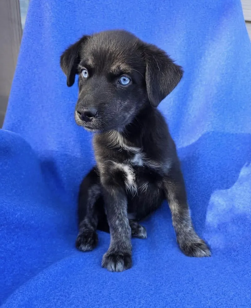 A baby medium-sized female Australian Shepherd dog named Panther for adoption in Orland Park, IL