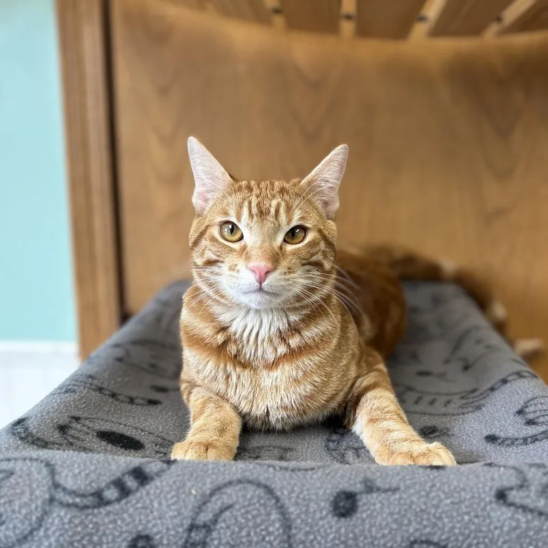 Monterey Jack thumbnail 2