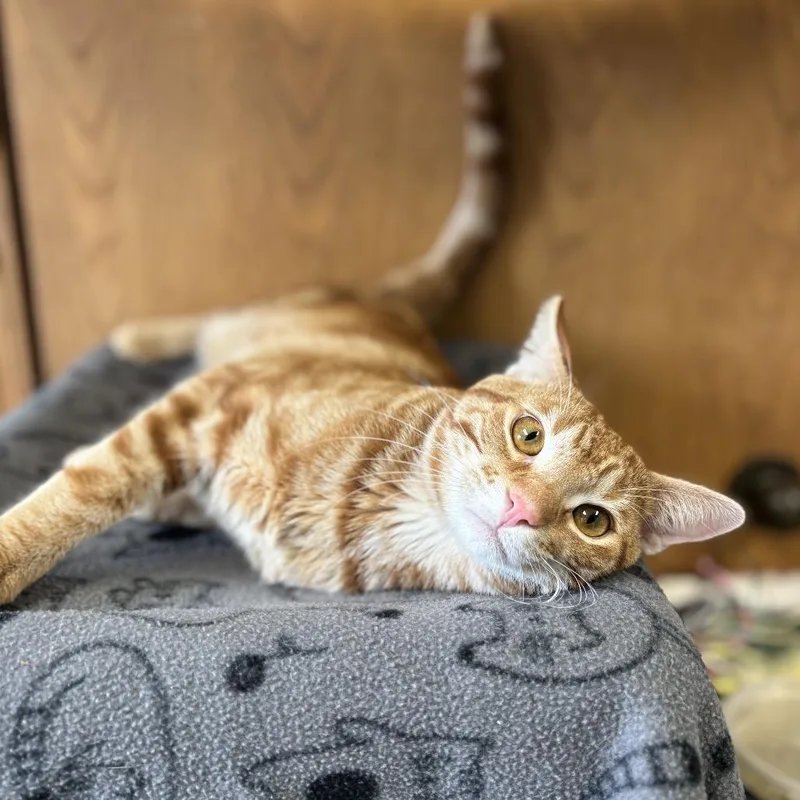 Monterey Jack thumbnail 3