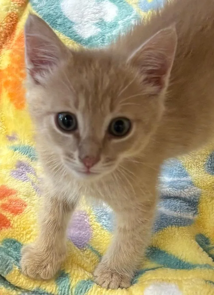 A baby small-sized male Domestic Short Hair cat named Brady for adoption in Elizabethton, TN