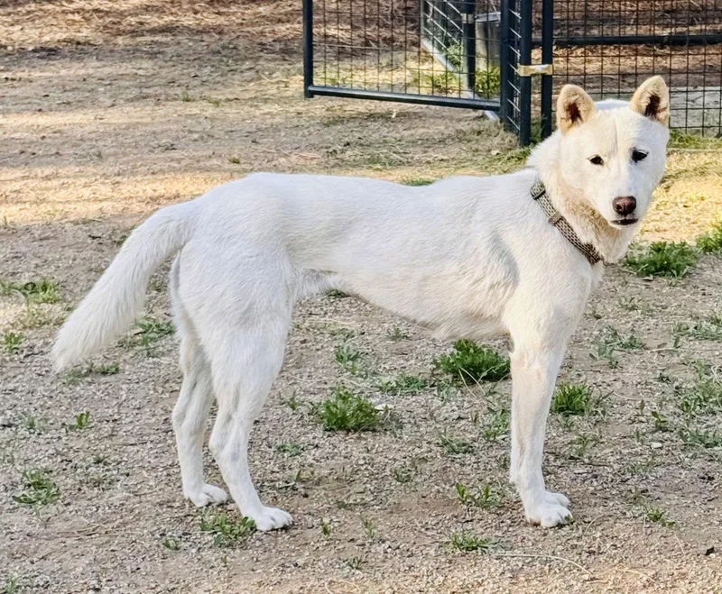 Shellie Aka Portland