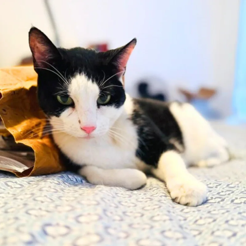 A senior medium-sized male Black & White / Tuxedo Domestic Short Hair cat named Mix for adoption in New York, NY