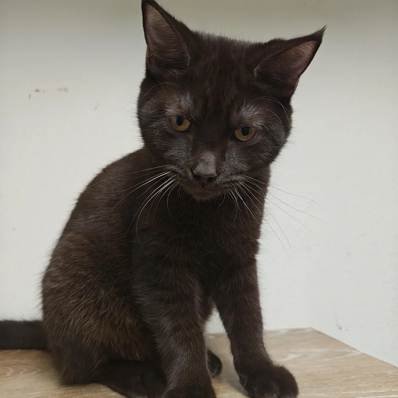 A young medium-sized male Domestic Short Hair cat named Expresso for adoption in Centralia, IL