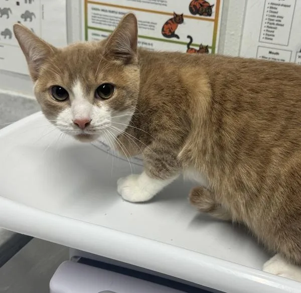An adult small-sized male Domestic Short Hair cat named Hufflepuff for adoption in Escondido, CA