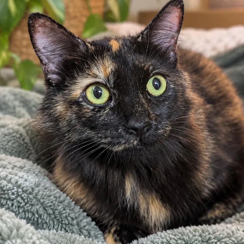 An adult medium-sized female Tortoiseshell Domestic Medium Hair cat named Rosalie for adoption in Brownsboro, AL