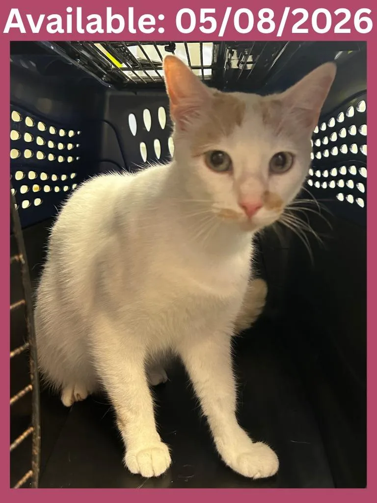 An adult medium-sized female Domestic Short Hair cat named Cat Condo  Dot for adoption in Greenville, TX