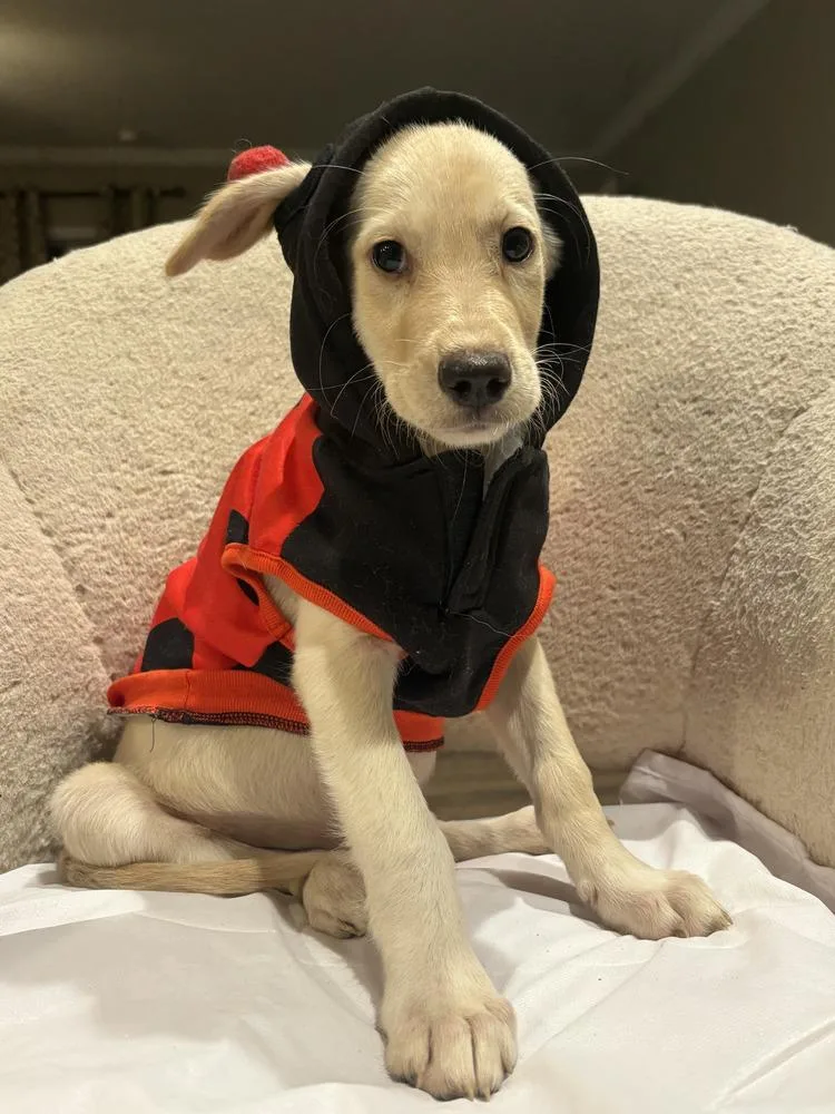 A baby medium-sized female White / Cream Golden Retriever dog named Honey for adoption in Commerce City, CO
