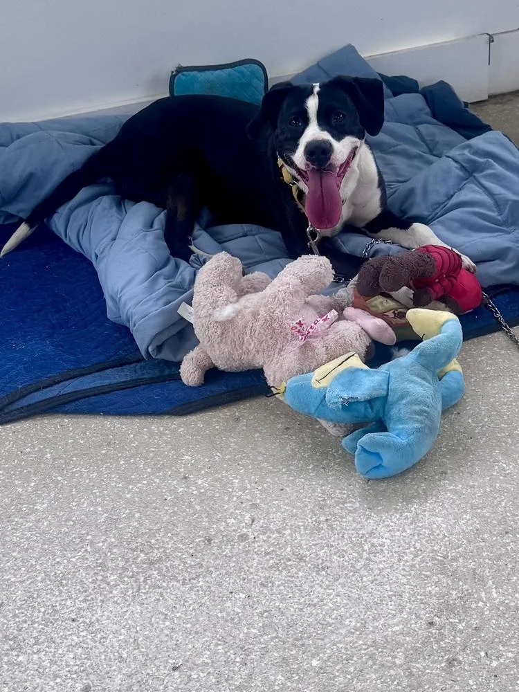 An adult large-sized female Tricolor (Brown, Black, & White) Pit Bull Terrier dog named Olivia for adoption in Kalamazoo, MI