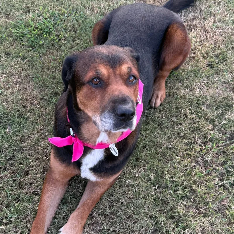 An adult large-sized female Shepherd dog named Chloe for adoption in Raleigh, NC