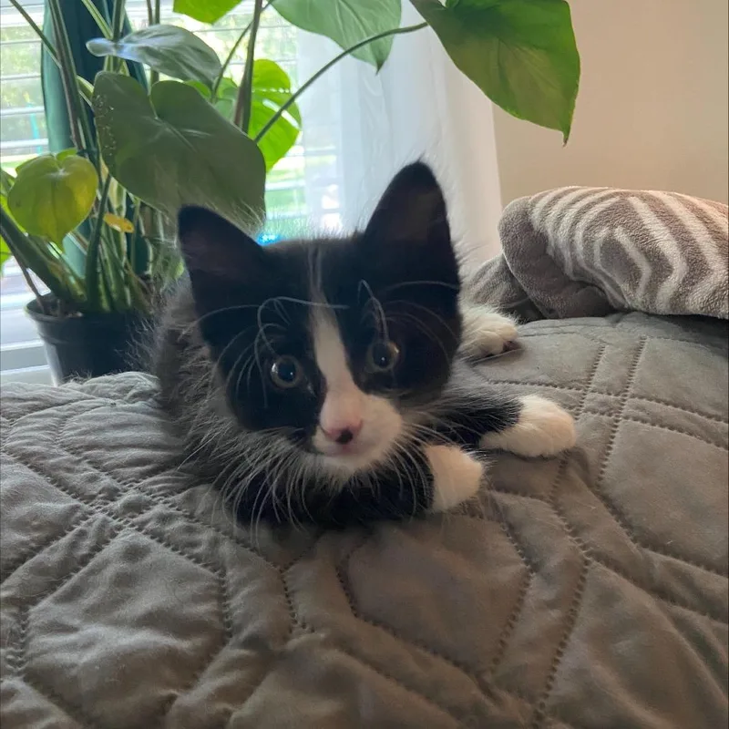 A baby small-sized male Black Domestic Short Hair cat named Maxwell for adoption in Houston, TX