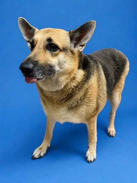 An adult extra large-sized female Mixed Breed dog named Jessie for adoption in Jacksonville, FL