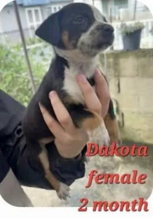 A baby small-sized female Pug dog named Dakota for adoption in Virginia Beach, VA