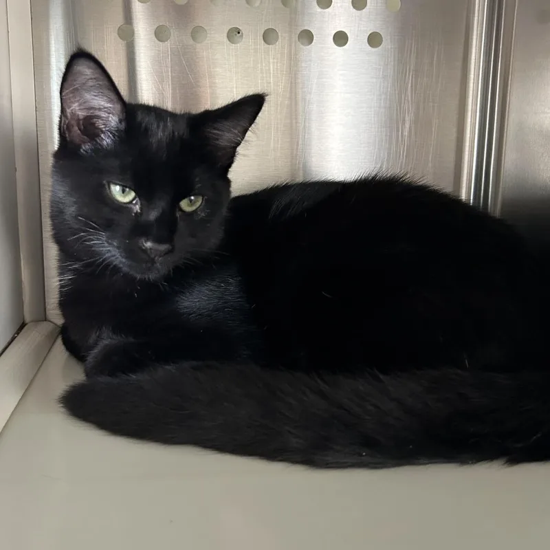A baby medium-sized male Black Domestic Short Hair cat named Tuba KS for adoption in Denver, CO