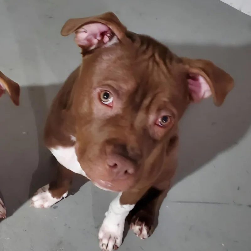 A young small-sized male Brown / Chocolate Mixed Breed dog named Rocky for adoption in Glenfield, NY