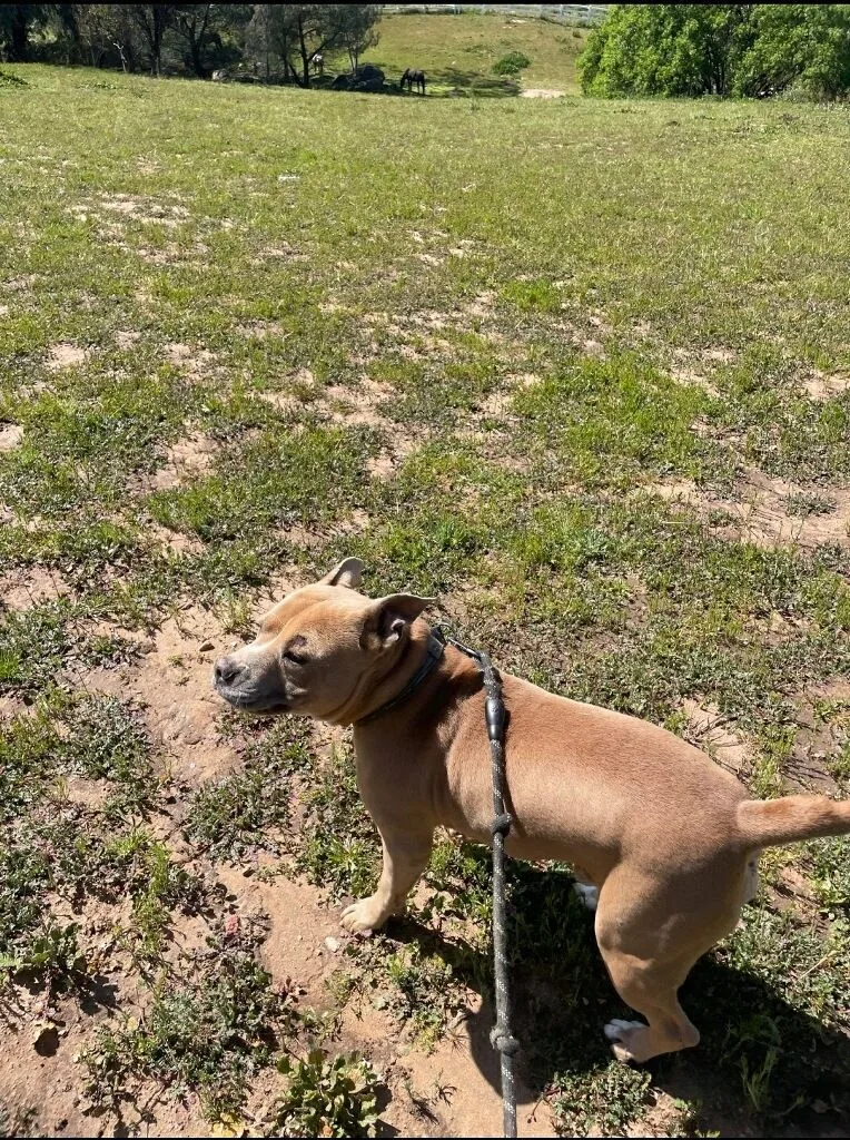 Prince Romeo ... Where