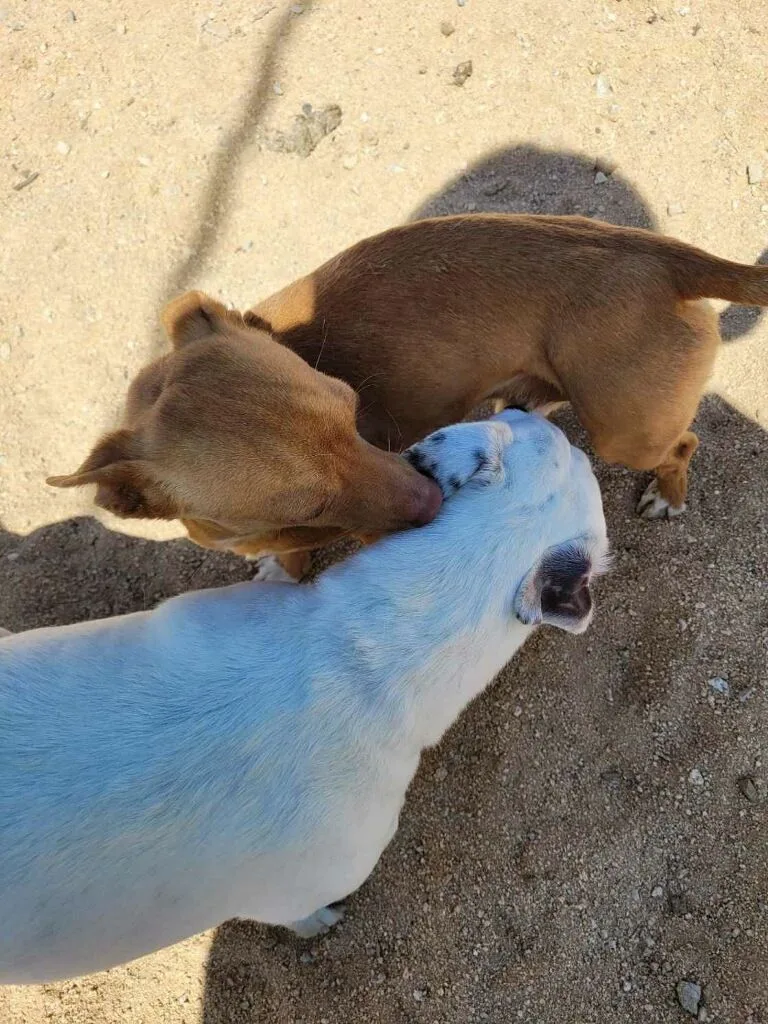 Prince Romeo ... Where thumbnail 4