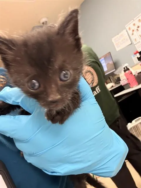 A baby small-sized male Domestic Short Hair cat named Vinny for adoption in Riverside, CA