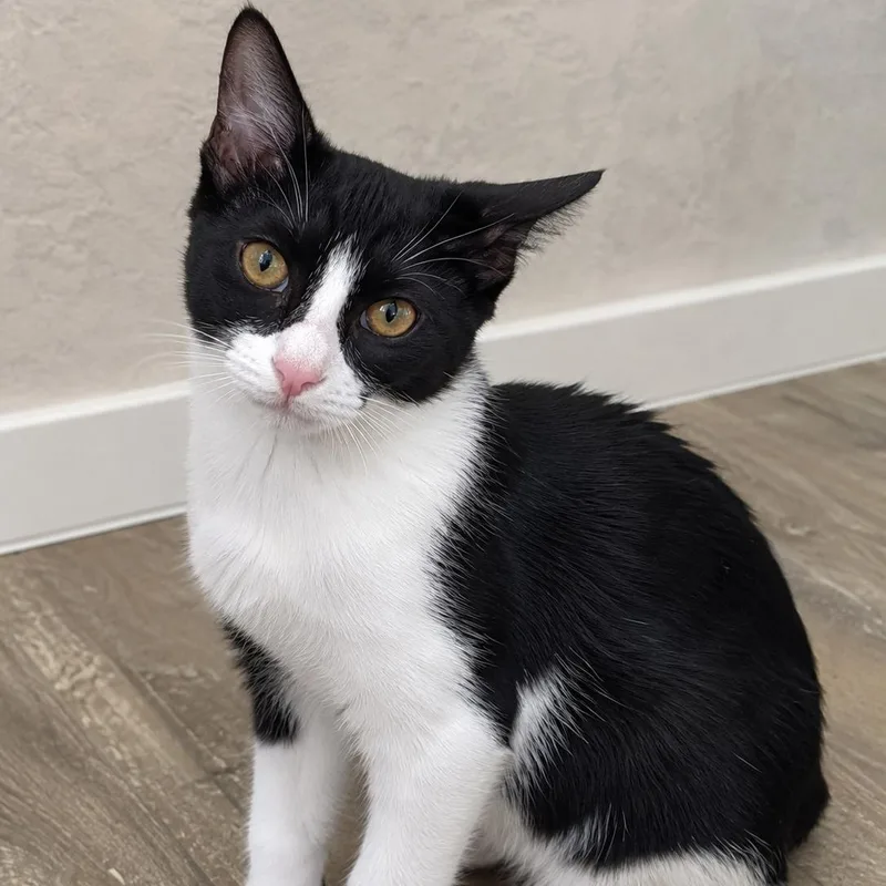 A baby small-sized female Black & White / Tuxedo Domestic Short Hair cat named Freya for adoption in Mabank, TX