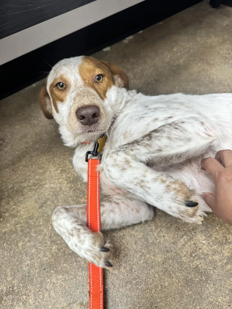 An adult medium-sized male Treeing Walker Coonhound dog named Grover Chillington for adoption in Houston, TX