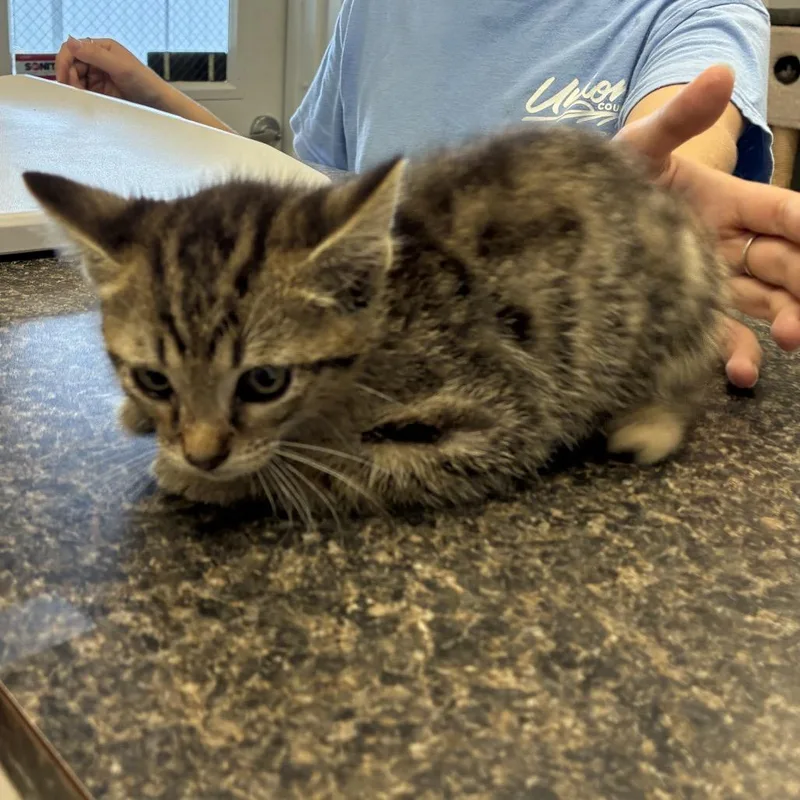 A baby small-sized male Gray / Blue / Silver Domestic Short Hair cat named Staple for adoption in Morganfield, KY