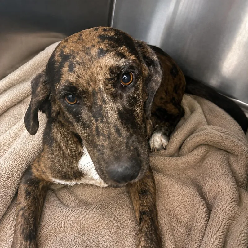 A young medium-sized male Mixed Breed dog named Goat for adoption in Corbin, KY