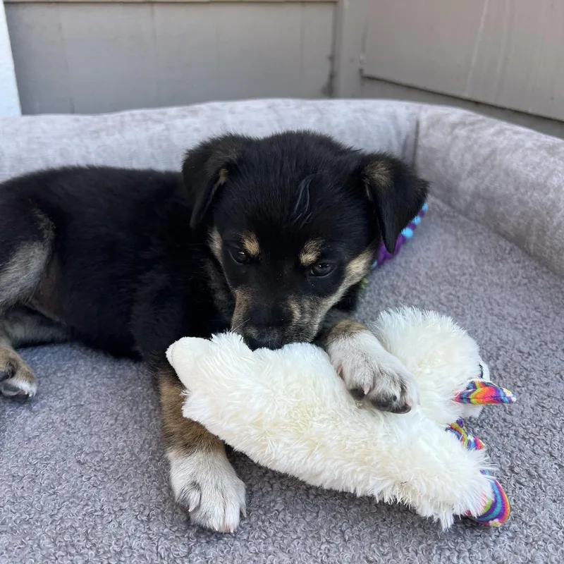 A baby medium-sized female Black Australian Shepherd dog named Cola for adoption in Los Gatos, CA