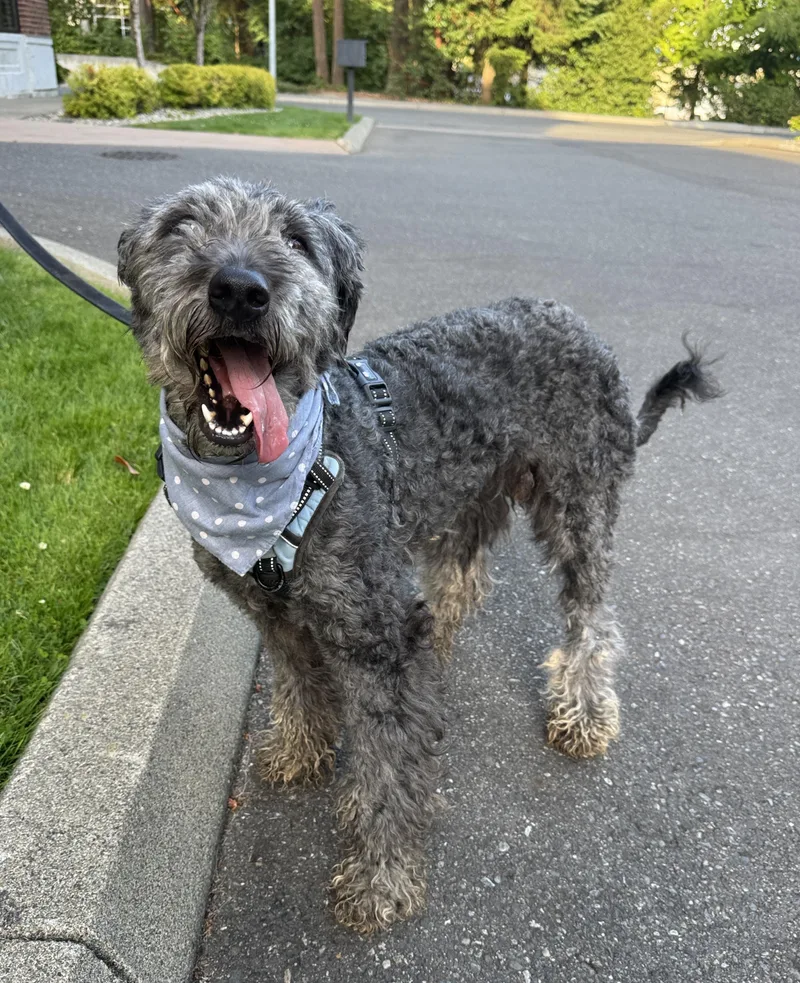An adult medium-sized female Gray / Blue / Silver Standard Poodle dog named Lulu for adoption in lynnwood , WA