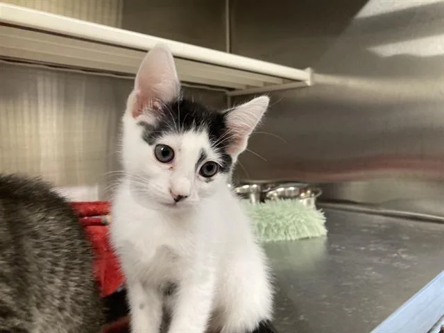 A baby small-sized female Domestic Short Hair cat named Tina for adoption in Tustin, CA