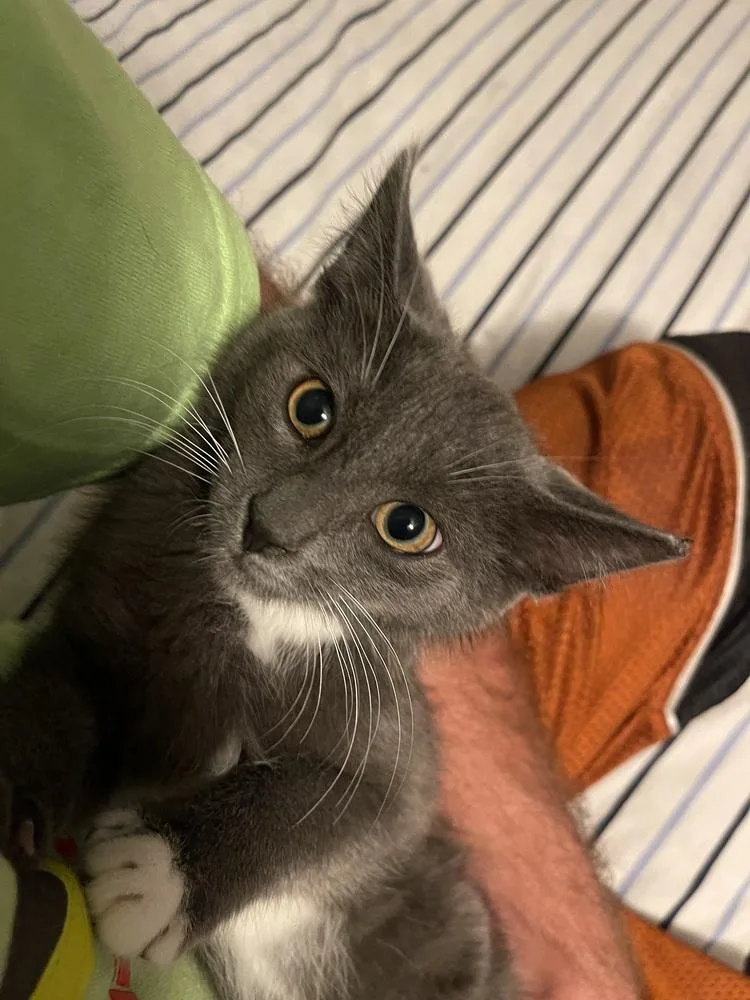 A baby small-sized male Gray & White Domestic Short Hair cat named Juice for adoption in Telford, PA