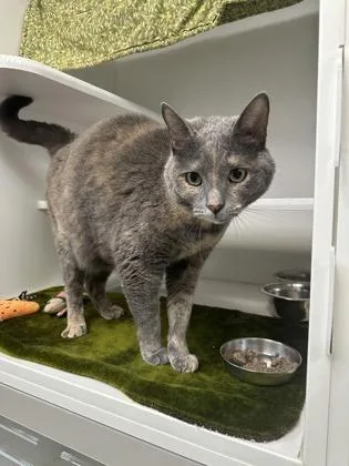 An adult extra large-sized female Domestic Short Hair cat named Pebbles for adoption in Traverse City, MI