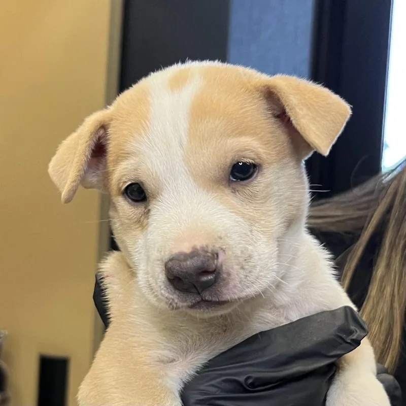 A baby small-sized female Brown / Chocolate Mixed Breed dog named Sleepy for adoption in Palm Springs, CA