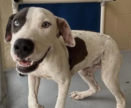 An adult medium-sized female Gray / Blue / Silver Pit Bull Terrier dog named Lilah for adoption in Harlingen, TX