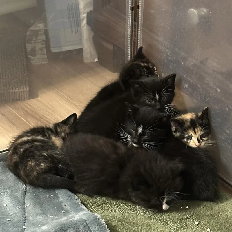 A baby small-sized female Tortoiseshell Domestic Short Hair cat named Blossom for adoption in Novelty, OH