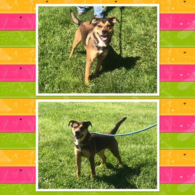 An adult medium-sized female Black Shepherd dog named Lola for adoption in Buckhannon, WV