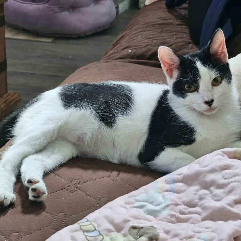 Pita Chip thumbnail 2