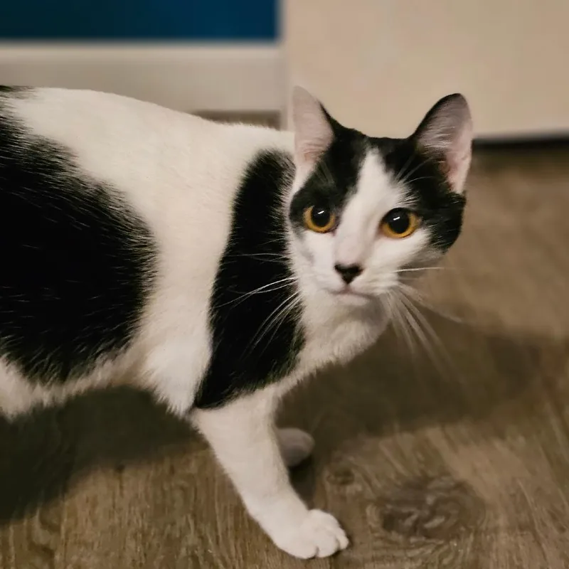 Pita Chip thumbnail 3