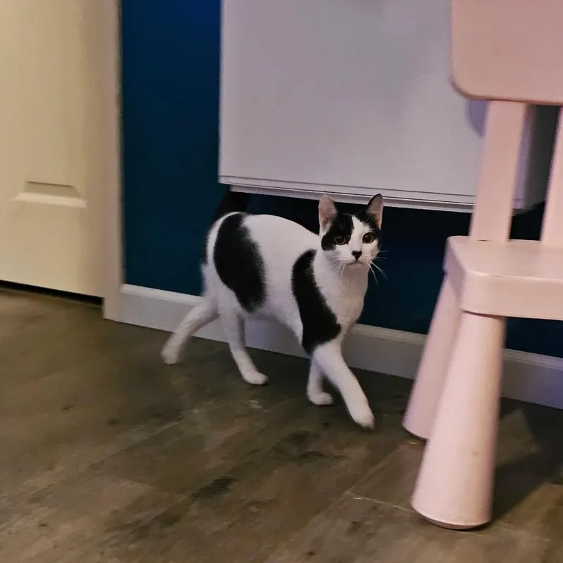 Pita Chip thumbnail 5