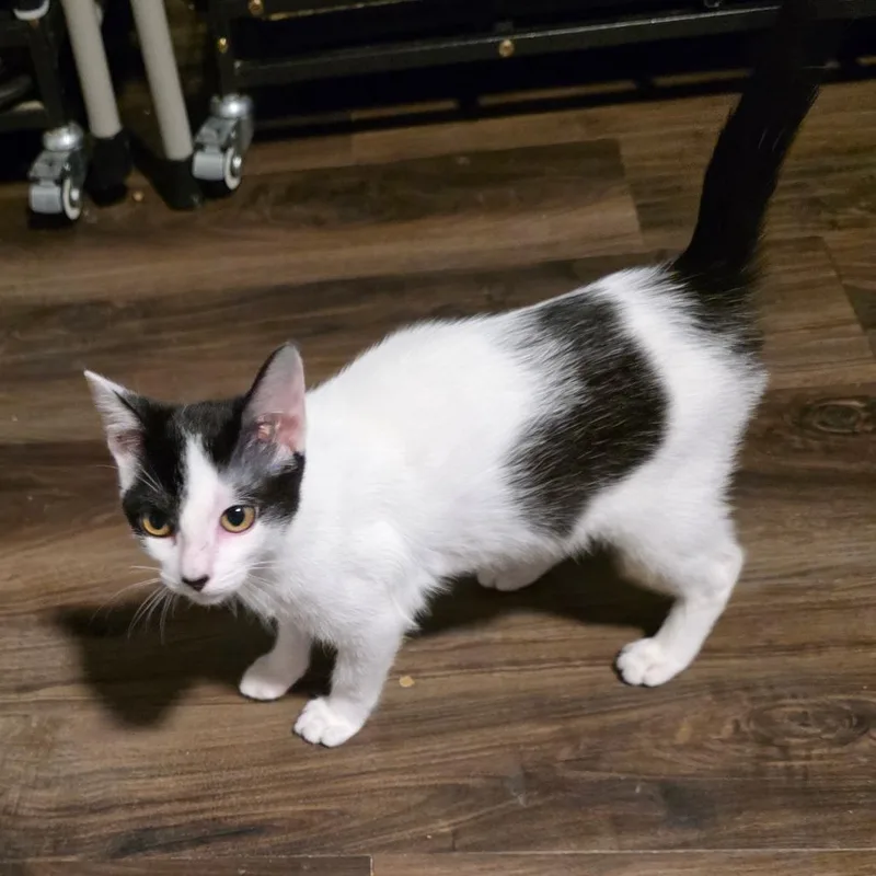 Pita Chip thumbnail 6