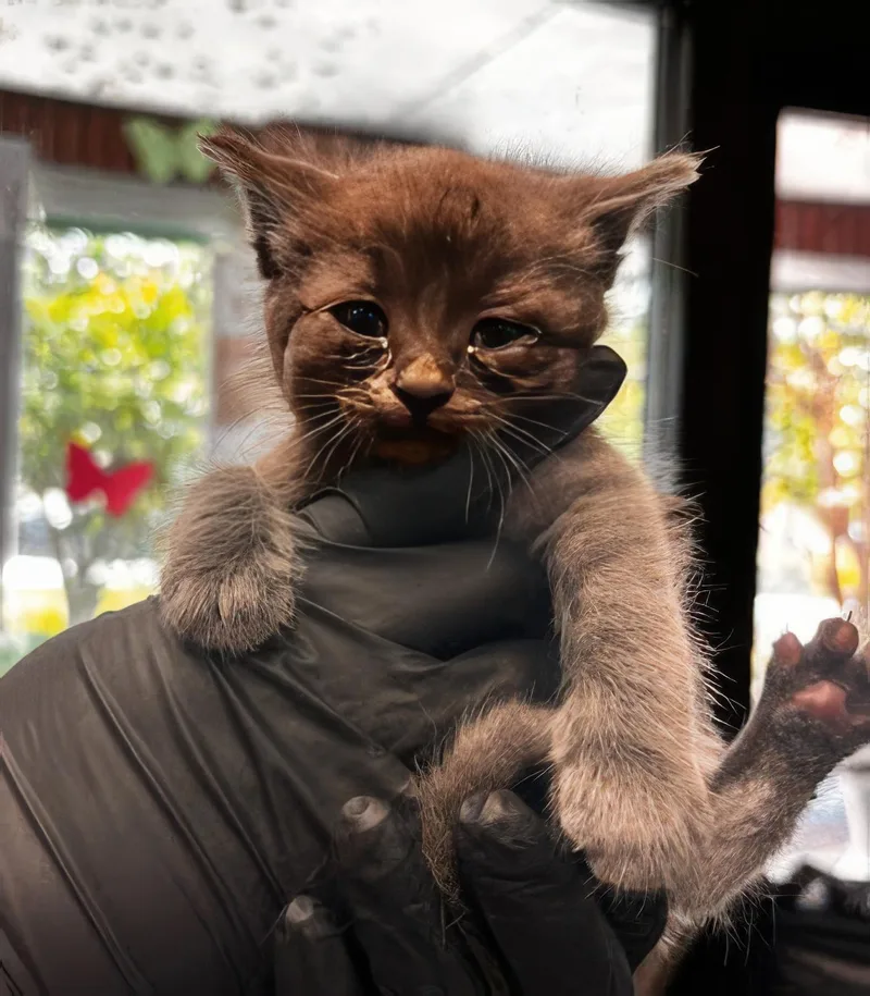 A baby medium-sized female Gray / Blue / Silver Domestic Short Hair cat named Lady Bug for adoption in Nashville, TN