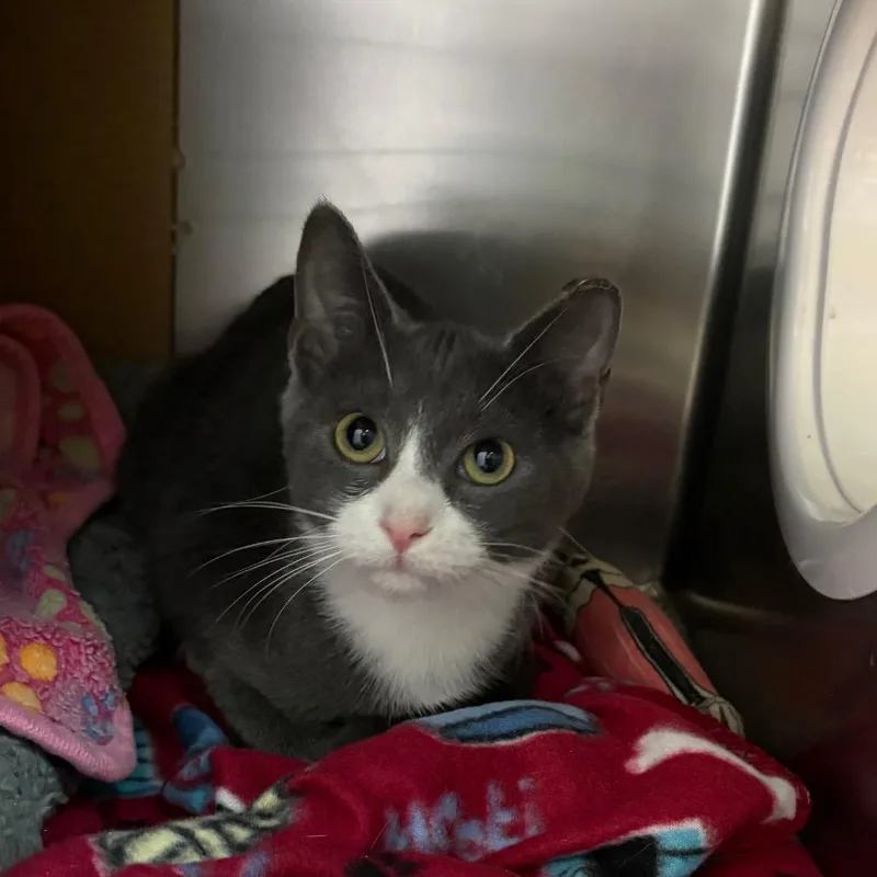 A baby small-sized male Gray / Blue / Silver Domestic Short Hair cat named Anvil for adoption in Windsor, VA