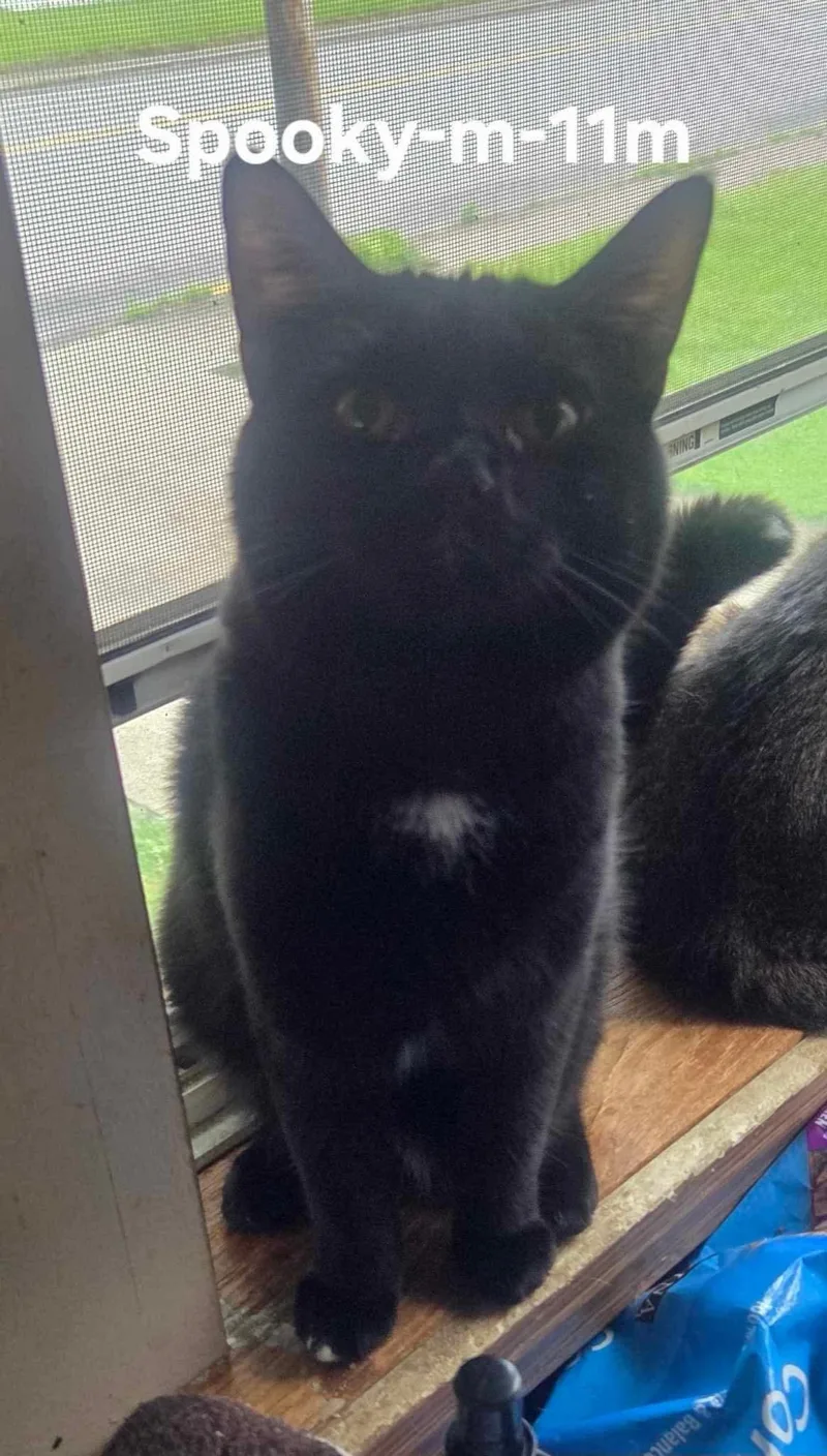 A young medium-sized male Domestic Short Hair cat named Spooky for adoption in Clymer, PA