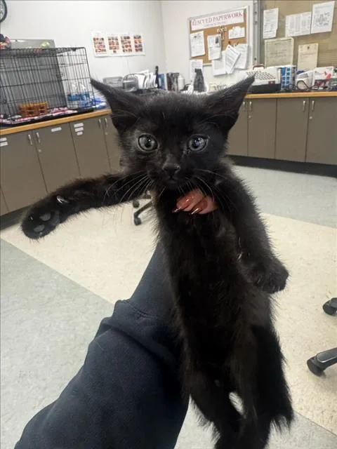 A baby small-sized male Domestic Short Hair cat named Ocean for adoption in Van Nuys, CA