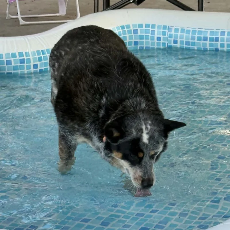 An adult medium-sized female Gray / Blue / Silver Australian Cattle Dog / Blue Heeler dog named Sunny for adoption in Ada, MN