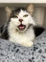 An adult medium-sized female Domestic Long Hair cat named Heather for adoption in Jackson, MI